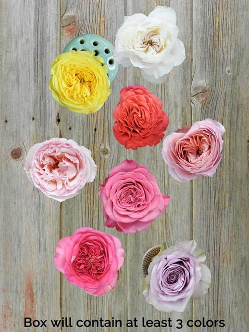 ASSORTED COLORS GARDEN ROSES